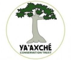 Ya'axche Conservation Trust logo